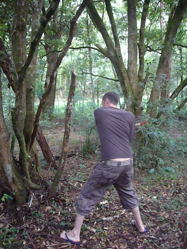 Hacking away at a tree